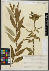 Foto von Salix alba L. x Salix fragilis L.